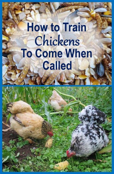 how to train your chicken|How to Train Chickens to Come When Called (9 Tips).